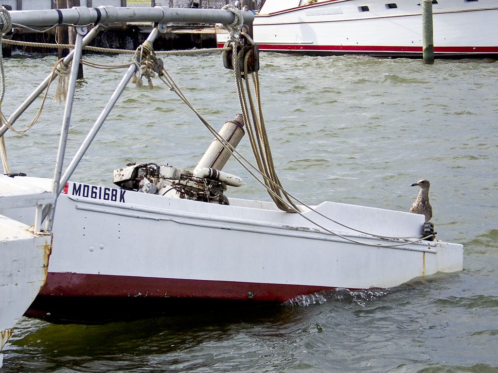 6 September 2009, Deal Island MD